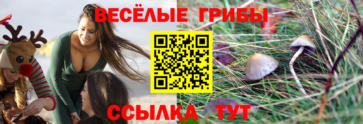 Кудымкар  Галлюциногенные грибы Psilocybe  Вход с VPN 